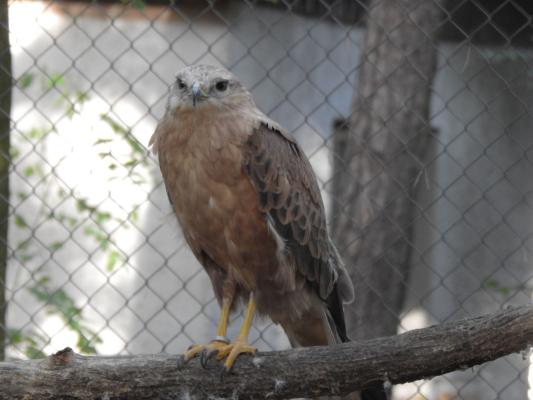 heimattiergarten-tierpark-zoo-fuerstenwalde-tiere-503