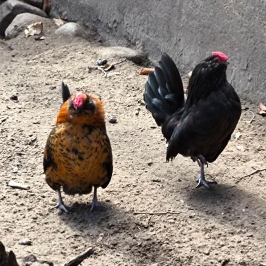 althollaendische-kapuziner-tierpark-fuerstenwalde-steckbrief
