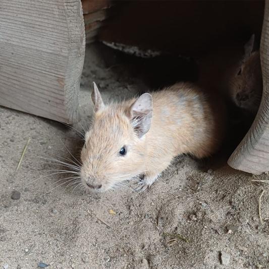 degu--tierpark-fuerstenwalde-steckbrief