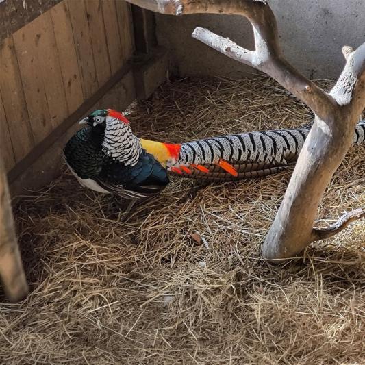 Diamantfasan-tierpark-fuerstenwalde-steckbrief