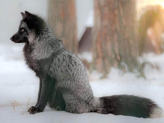 silberfuchs-tierpark-fuerstenwalde-heimattiergarten