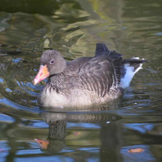 graugans-tierpark-fuerstenwalde-steckbrief