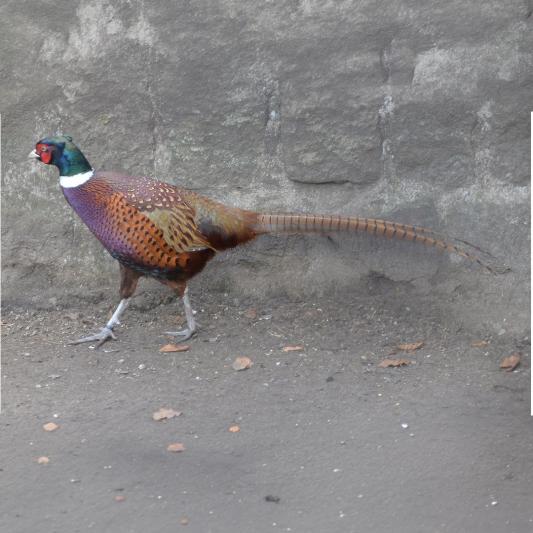 jagdfasan-tierpark-fuerstenwalde-steckbrief