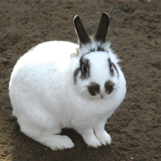 kaninchen-tierpark-fuerstenwalde-steckbrief