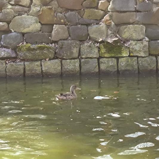 loeffelente-tierpark-fuerstenwalde-steckbrief