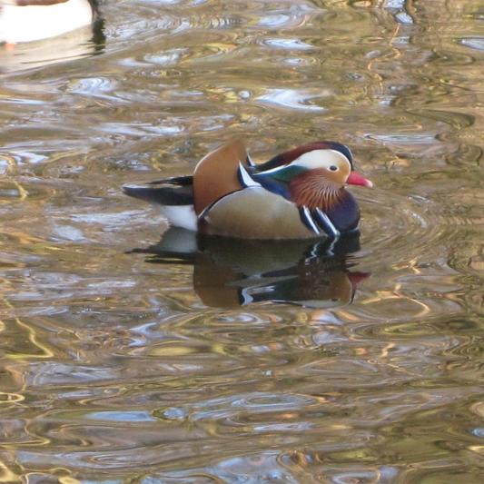 mandarin-tierpark-fuerstenwalde-steckbrief