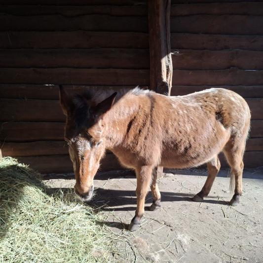 muli-tierpark-fuerstenwalde-steckbrief