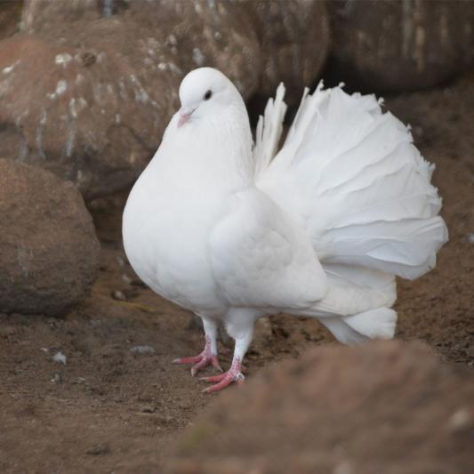 pfautaube-tierpark-fuerstenwalde-steckbrief
