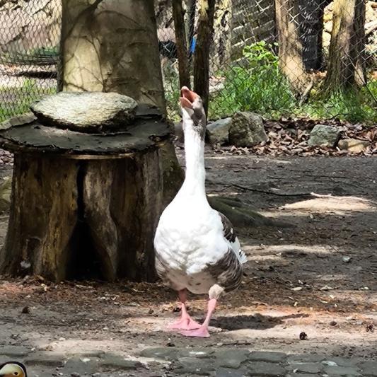pommerngans-tierpark-fuerstenwalde-steckbrief