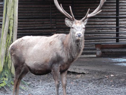 rothirsch-tierpark-fuerstenwalde-steckbrief