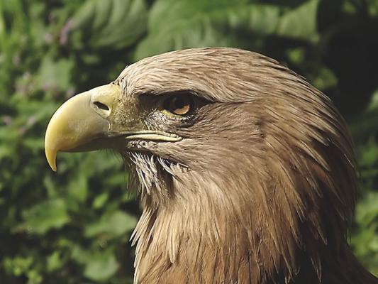 seeadler-tierpark-fuerstenwalde-steckbrief