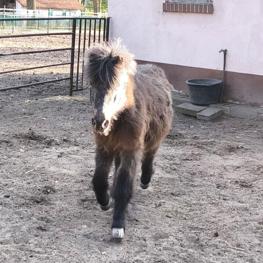 shetland-pony-tierpark-fuerstenwalde-steckbrief