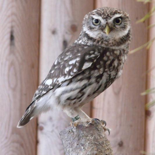 Steinkauz-tierpark-fürstenwalde-steckbrief