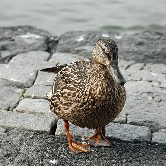 stockente-tierpark-fuerstenwalde-steckbrief