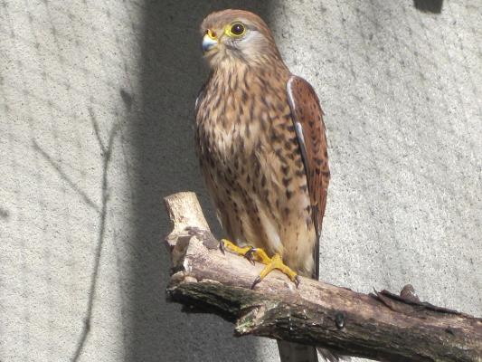 turmfalke-tierpark-fuerstenwalde-steckbrief