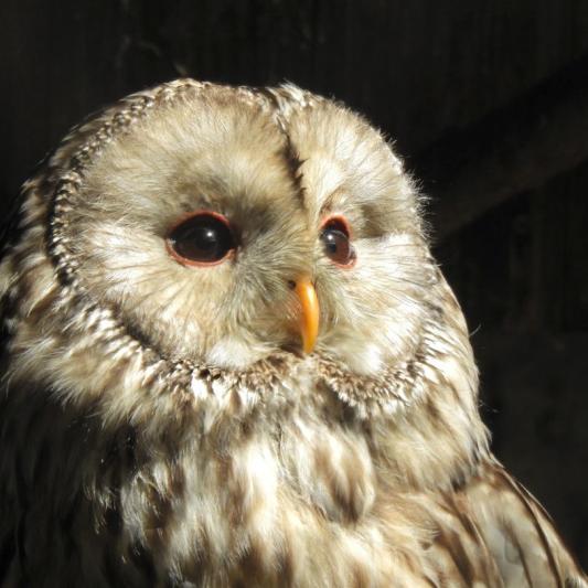 heimattiergarten-tierpark-zoo-fuerstenwalde-tiere-173