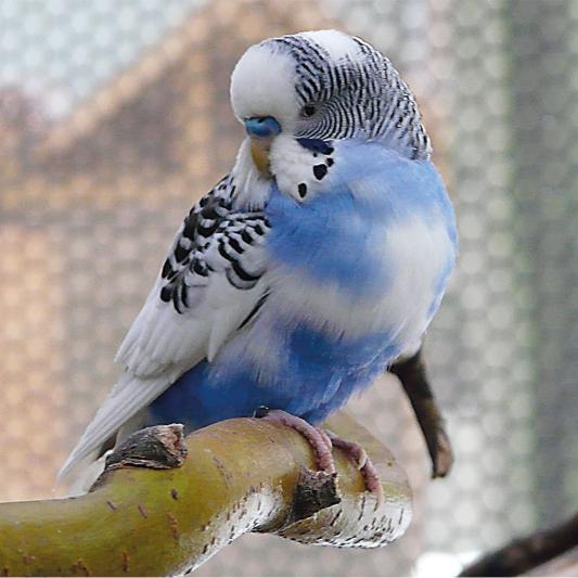 wellensittich-tierpark-fuerstenwalde-steckbrief