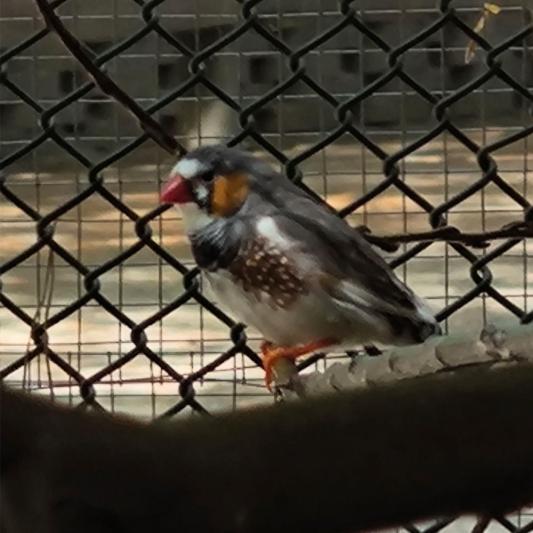 zebrafink-tierpark-fuerstenwalde-steckbrief