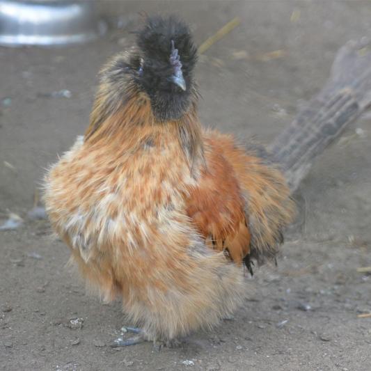 zwerkseidenhuhn-tierpark-fuerstenwalde-steckbrief