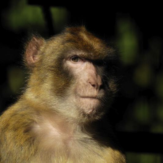 heimattiergarten-tierpark-zoo-fuerstenwalde-tiere-029