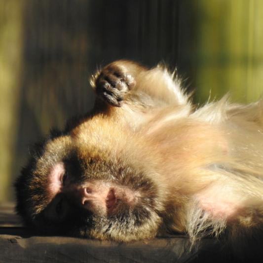 heimattiergarten-tierpark-zoo-fuerstenwalde-tiere-037