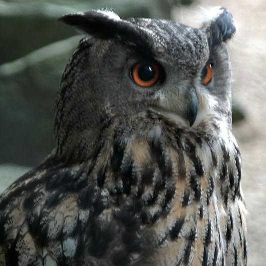 uhu-tierpark-fuerstenwalde