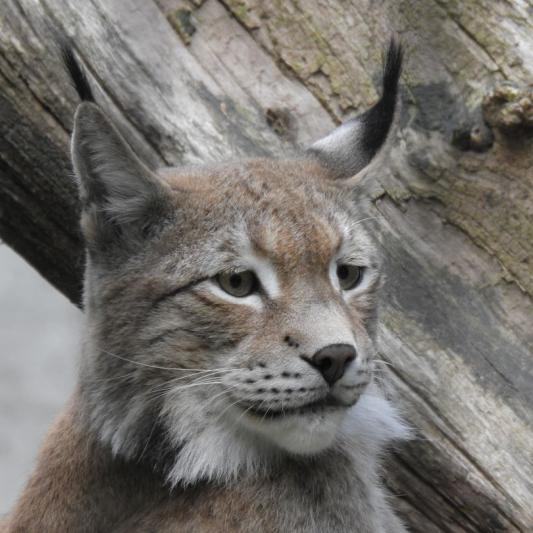 heimattiergarten-tierpark-zoo-fuerstenwalde-tiere-228