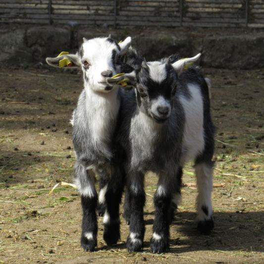heimattiergarten-tierpark-zoo-fuerstenwalde-tiere-484
