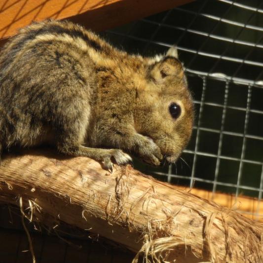 heimattiergarten-tierpark-zoo-fuerstenwalde-tiere-089