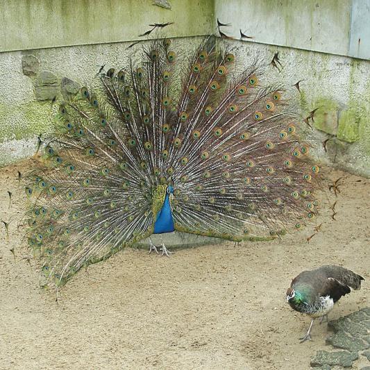 Pfau-tierpark-fuerstenwalde